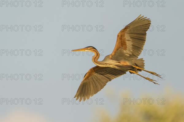 Purple Heron (Ardea purpurea) flying, Baden-Wuerttemberg, Germany