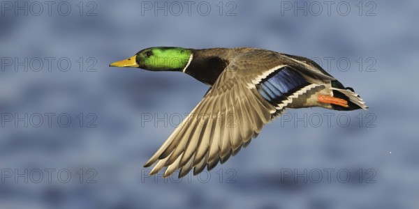 Mallard (Anas platyrhynchos) male flying, British Columbia, Canada