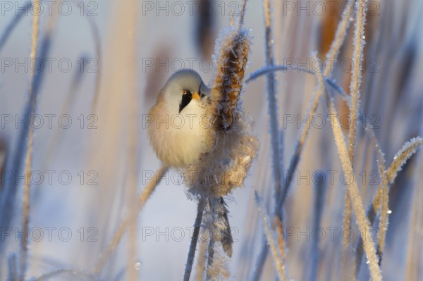 Bearded Reedling (Panurus biarmicus) male feeding on cattail seed, Thuringia, Germany