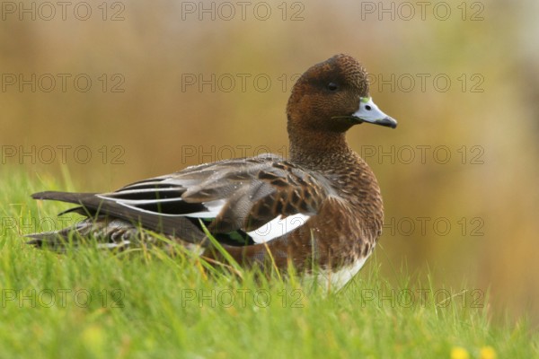 Eurasian Wigeon (Mareca penelope) male, Texel, Netherlands
