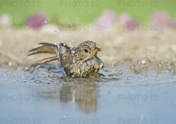 European Robin (Erithacus rubecula) juvenile bathing at a waterhole, Aosta Valley, Italy