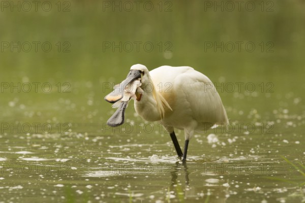 Eurasian Spoonbill (Platalea leucorodia) eating fish prey, Serbia