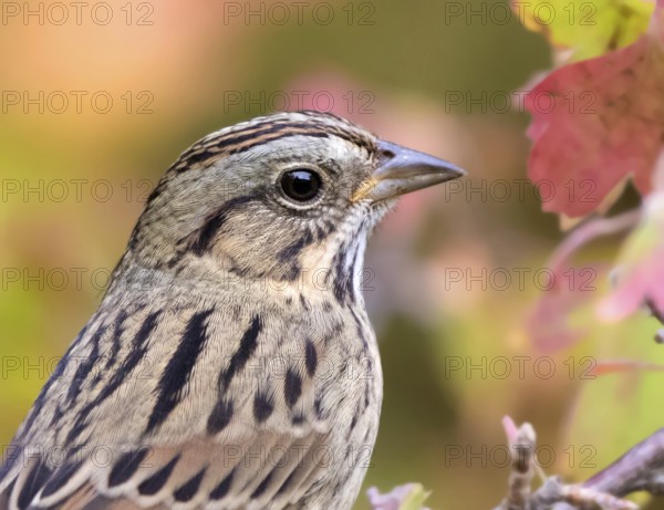 Portrait of a juvenile Lincoln's Sparrow, Melospiza lincolni, in the fall in Saskatoon, in Saskatchewan, Canada
