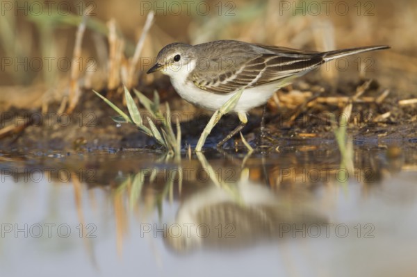 Yellow Wagtail - Schafstelze - Motacilla flava, Oman
