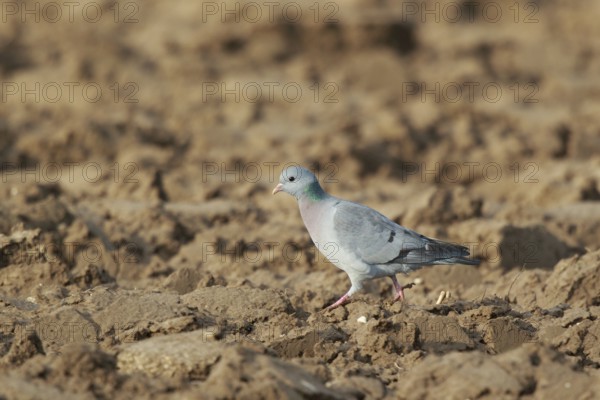 Stock Dove (Columba oenas) perched on field, North Rhine-Westphalia, Germany