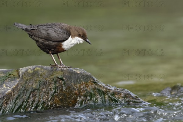 White-throated Dipper (Cinclus cinclus) foraging, North Rhine-Westphalia, Germany