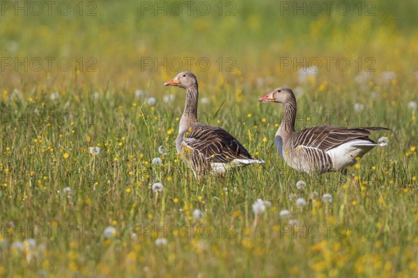 Greylag Goose (Anser anser) pair, Baden-Wuerttemberg, Germany