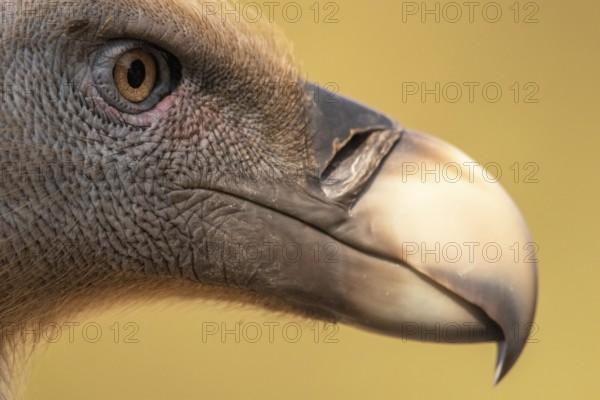 Griffon Vulture (Gyps fulvus), Extremadura, Spain