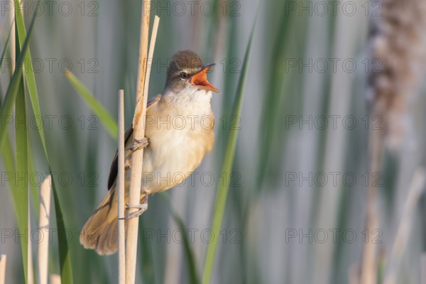 Great Reed Warbler (Acrocephalus arundinaceus) singing in reedbed, Poland