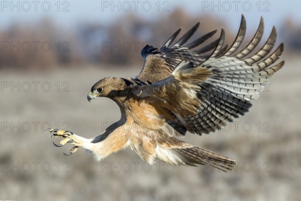 Bonelli's Eagle (Aquila fasciata) juvenile flying, Castile-La Mancha, Spain