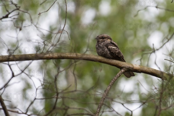 European Nightjar (Caprimulgus europaeus) perched on a branch, Brandenburg, Germany