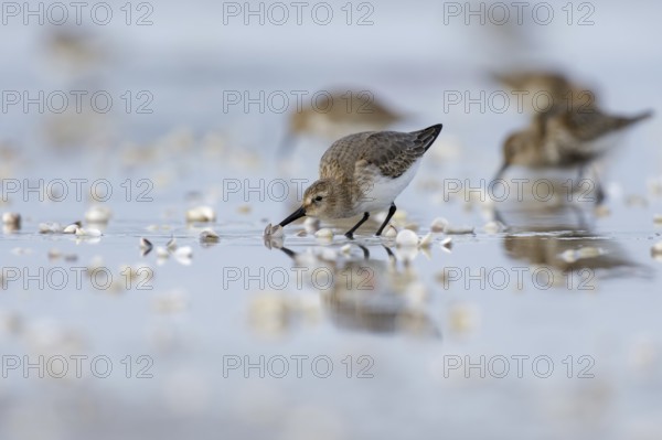 Dunlin (Calidris alpina) foraging on shoreline, Mecklenburg-Western Pomerania, Germany