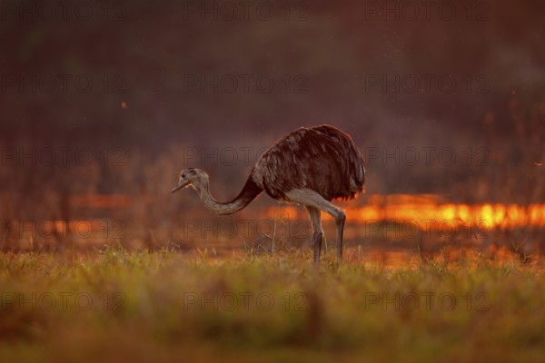Greater Rhea, Rhea americana, big bird with fluffy feathers, animal in nature habitat, evening sun, Pantanal, Brazil. Rhea on the grass meadow. Wildlife scene from Brazil. Bird with long neck