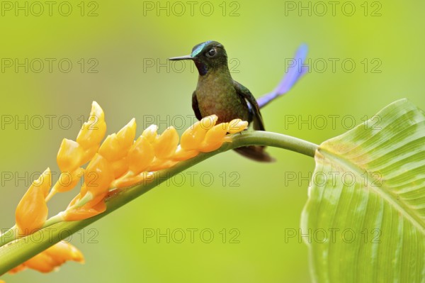 Wild nature bird. Hummingbird Long-tailed Sylph, Aglaiocercus kingi with orange yellow flower. Hummingbird from Colombia in the bloom flower, wildlife from tropic jungle