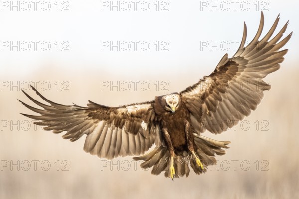 Western Marsh Harrier (Circus aeruginosus) female flying, Castile-La Mancha, Spain