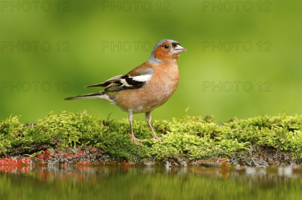 Beautiful songbird, Chaffinch, Fringilla coelebs, in water mirror, brown songbird sitting in the water, nice lichen tree branch, bird in the nature habitat, spring - nesting, reflection, mirroring