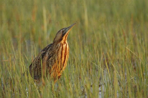Eurasian Bittern (Botaurus stellaris) foraging, Austria