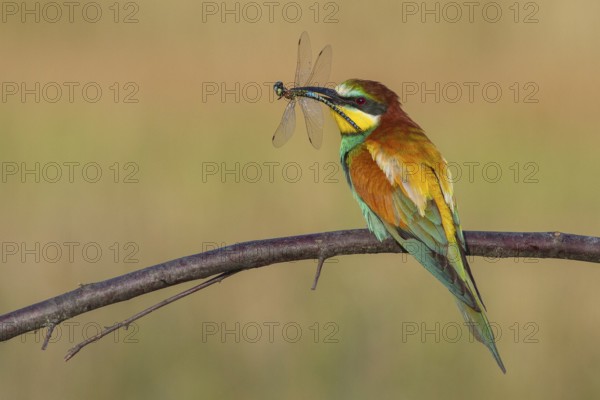European Bee-eater (Merops apiaster) perched on a branch with a dragonfly in its beak, Serbia