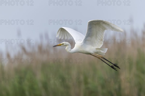 Great Egret (Ardea alba) flying, Subotica, Serbia