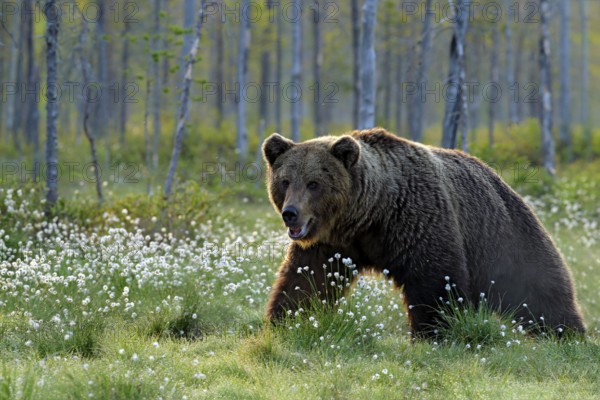 Brown bear walking in forest, morning light. Dangerous animal in nature taiga and meadow habitat. Wildlife scene from Finland near Russian border. Cotton grass bloom around the lake, summer