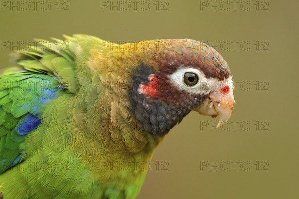 Detail of parrot head. Brown-hooded Parrot, Pionopsitta haematotis, portrait of light green parrot with brown head. Detail close-up portrait of bird from Central America. Wildlife scene from tropical nature