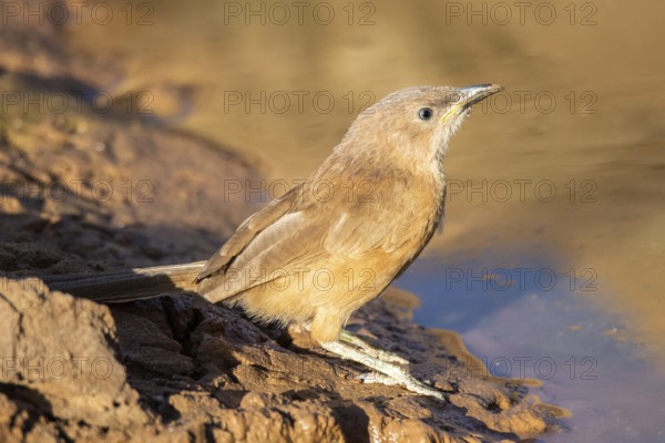 Fulvous Babbler (Turdoides fulva maroccana) at a waterhole, Rgabi, Morocco