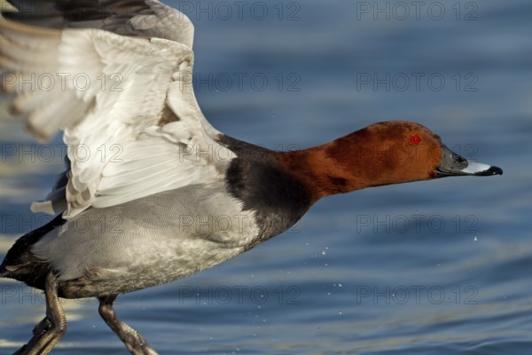 Common Pochard (Aythya ferina) male flying, Baden-Wuerttemberg, Germany