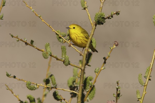 American Yellow Warbler (Setophaga aestiva) male, California, USA