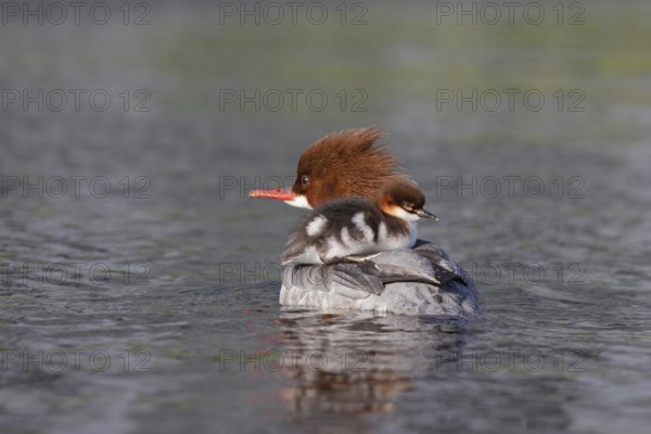 Common Merganser (Mergus merganser) female with chicks, Bavaria, Germany