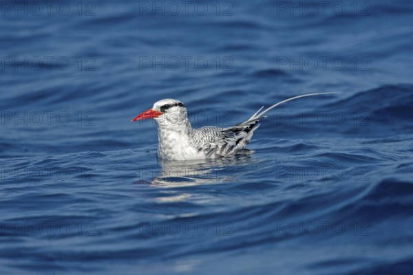 Red-billed Tropicbird Phaethon aethereus San Diego, California, United States 14 September Adult Phaethontidae