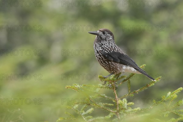 Spotted Nutcracker (Nucifraga caryocatactes), Grisons, Switzerland