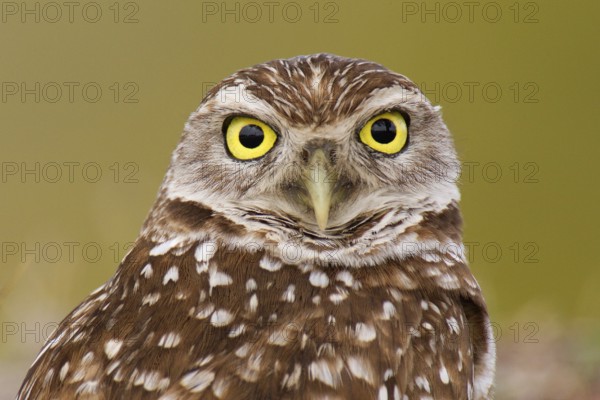 Burrowing Owl (Athene cunicularia), Florida, USA