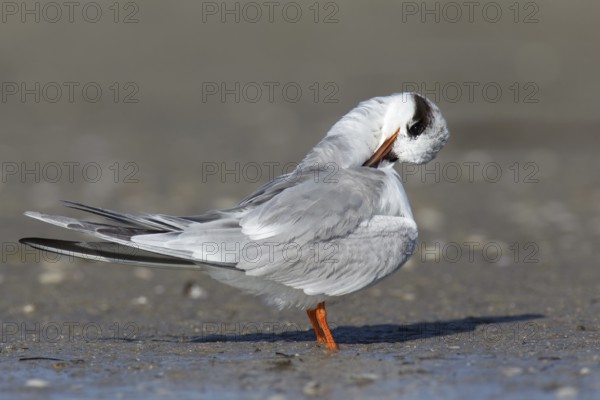 Forster's Tern (Sterna forsteri) preening, Florida, USA