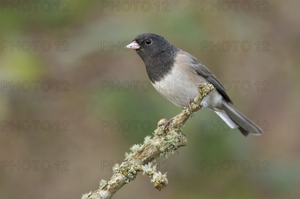 Oregon Junco (Junco hyemalis oreganus), British Columbia, Canada