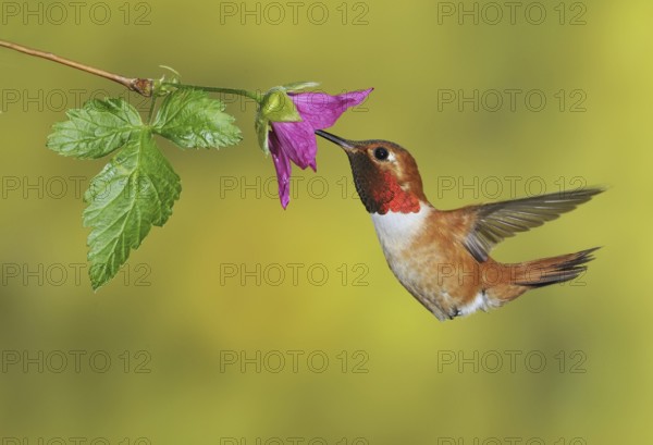 Rufous Hummingbird (Selasphorus rufus) male, British Columbia, Canada
