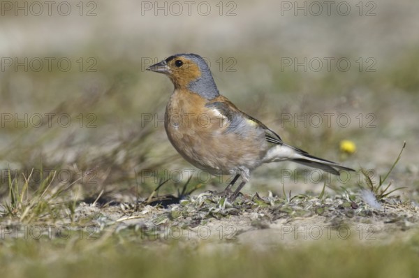 Common Chaffinch (Fringilla coelebs) male, New Zealand