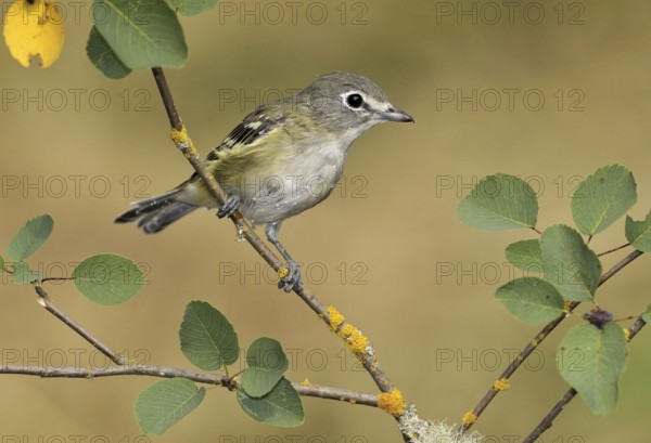 Cassin's Vireo (Vireo cassinii), Canada