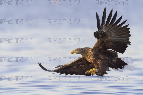 White-tailed Eagle (Haliaeetus albicilla) hunting, Norway