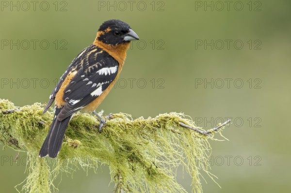 Black-headed Grosbeak (Pheucticus melanocephalus) perched on a branch in Victoria, BC, Canada
