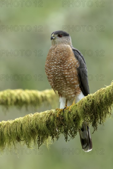 Coopers Hawk (Accipiter cooperii) perched on a branch in Victoria, BC, Canada