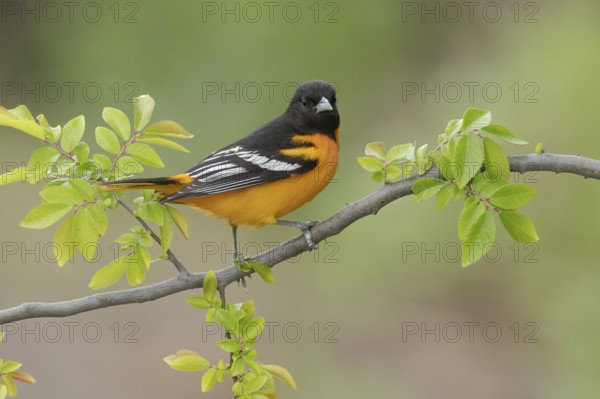 Baltimore Oriole (Icterus galbula) male, Texas, USA