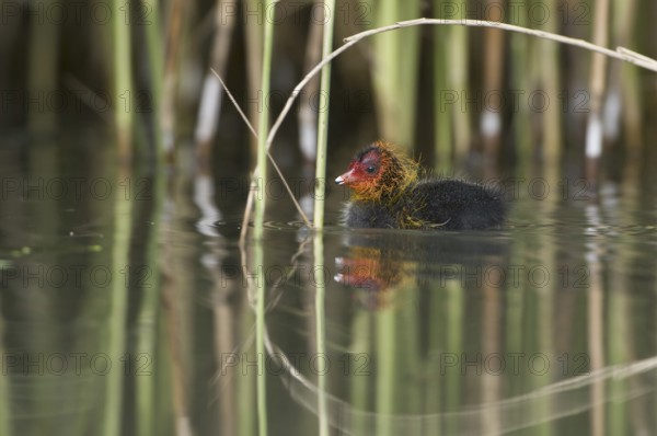 Eurasian Coot (Fulica atra) juvenile, Saxony, Germany