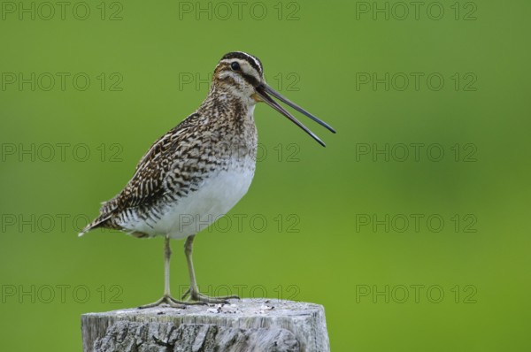 Common Snipe (Gallinago gallinago), Lower Saxony, Germany
