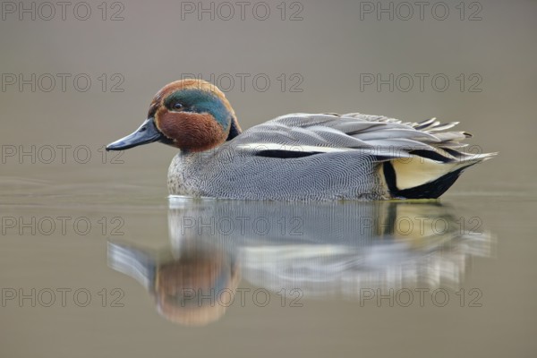 Krickente, Anas crecca Eurasian Teal, Anas crecca