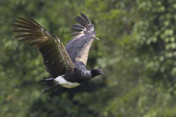 Horned Screamer (Anhima cornuta) flying, Manu National Park, Peru