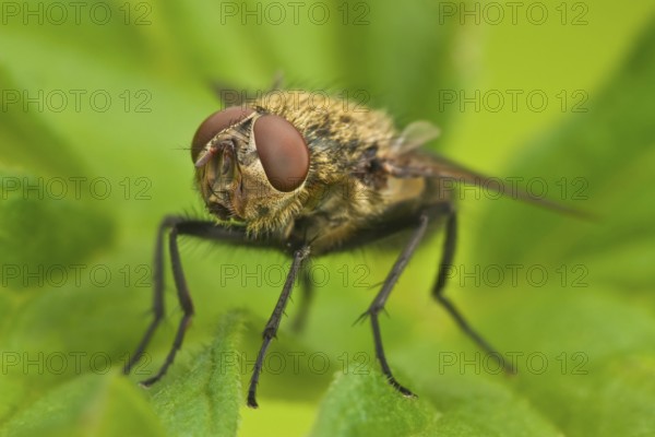 Wurmfliege, Pollenia rudis Common Cluster Fly, Pollenia rudis