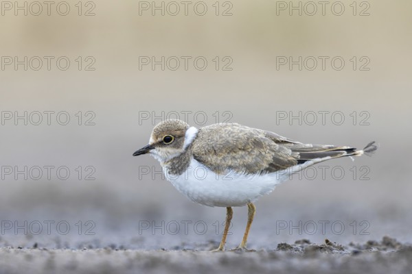 Little Ringed Plover (Charadrius dubius) juvenile, North Rhine-Westphalia, Germany