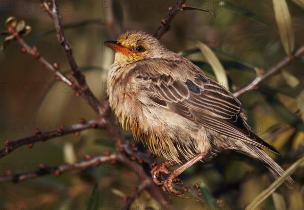 Rosy Starling (Pastor roseus) juvenile, Schleswig-Holstein, Germany