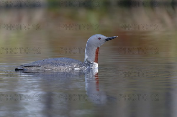 Red-throated Loon (Gavia stellata), Dalarna, Sweden