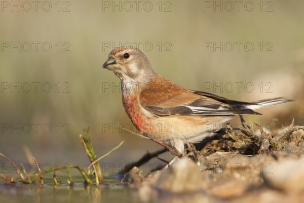 Common Linnet (Linaria cannabina) male, Croatia